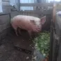 свиньи в Санкт-Петербурге и Ленинградской области