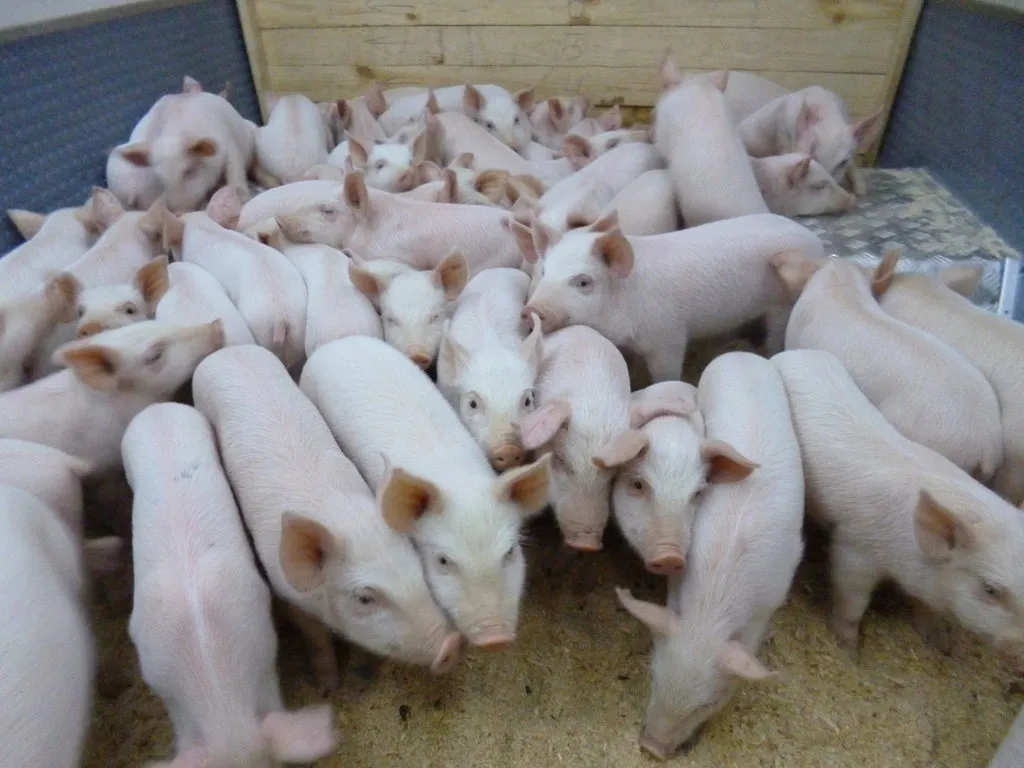 Продажа поросят в курской области. Пятнадцать свиней. Поросята в Белорецке. Кто в Серафимовиче продает поросят маленьких.