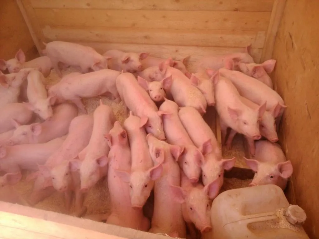 Поросята купить вологодская. Поросята ландрас дюрок. Поросята в Ленинградской области. Живую свинью продают на рынке. Фото поросят домашних.